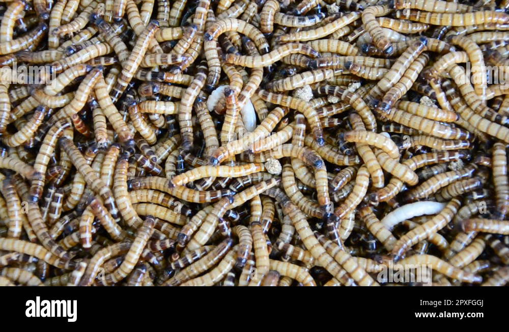 Mealworms are the larval form of the mealworm beetle Stock Videos