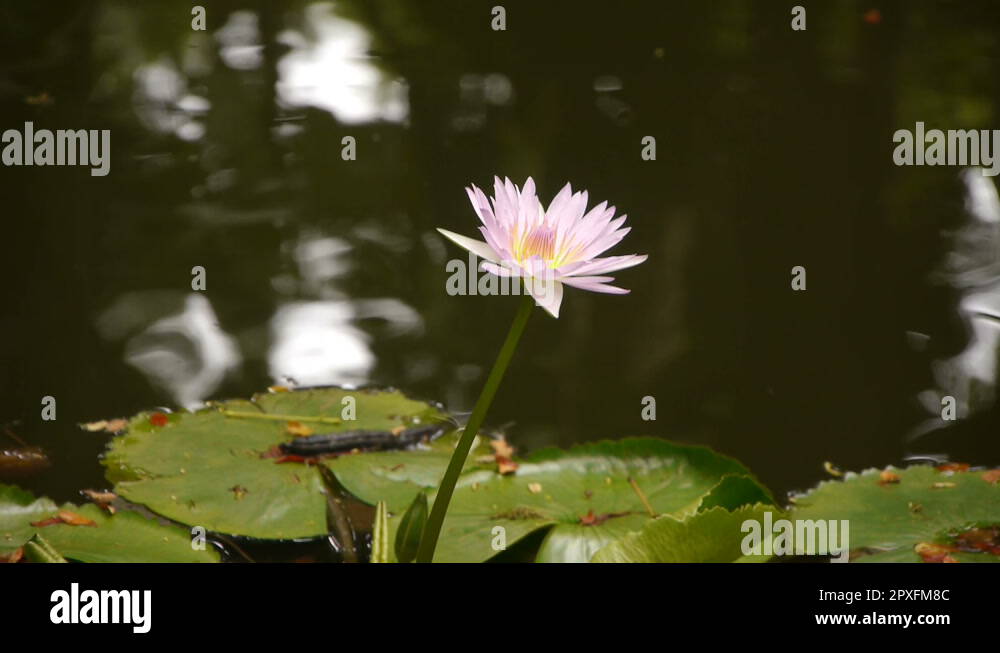 Hinduism lotus flower Stock Videos & Footage - HD and 4K Video Clips