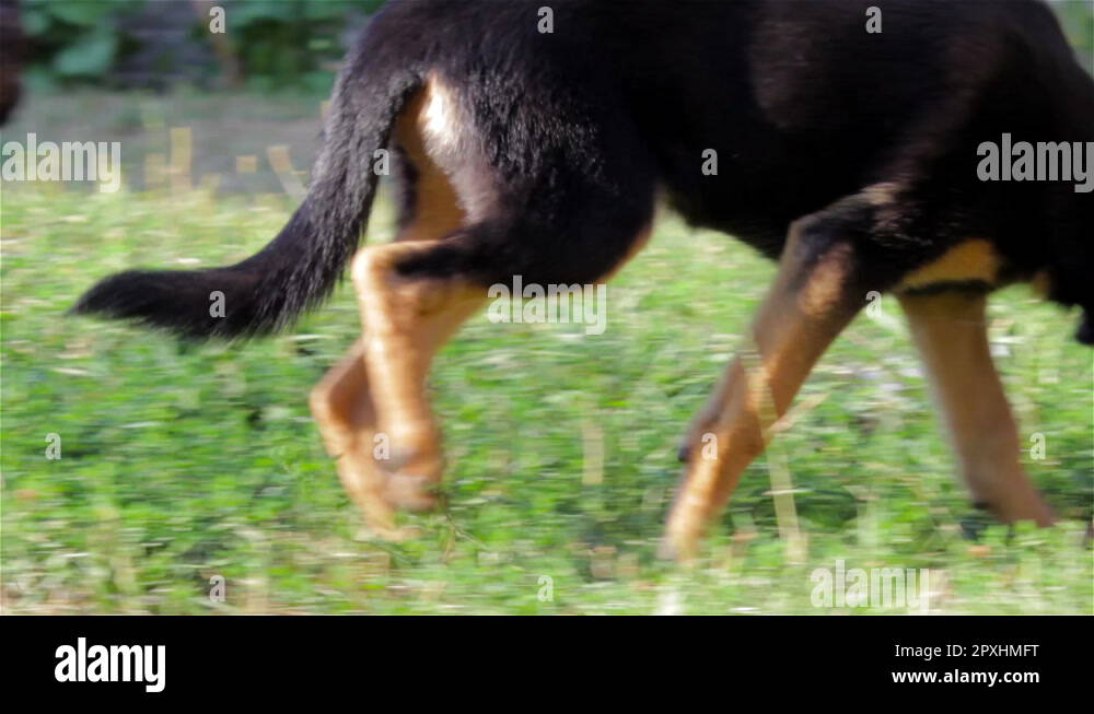 Dog track Stock Videos & Footage HD and 4K Video Clips Alamy