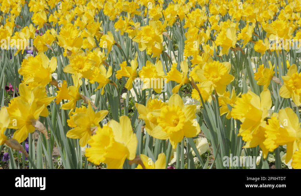 Family amaryllidaceae Stock Videos & Footage - HD and 4K Video Clips