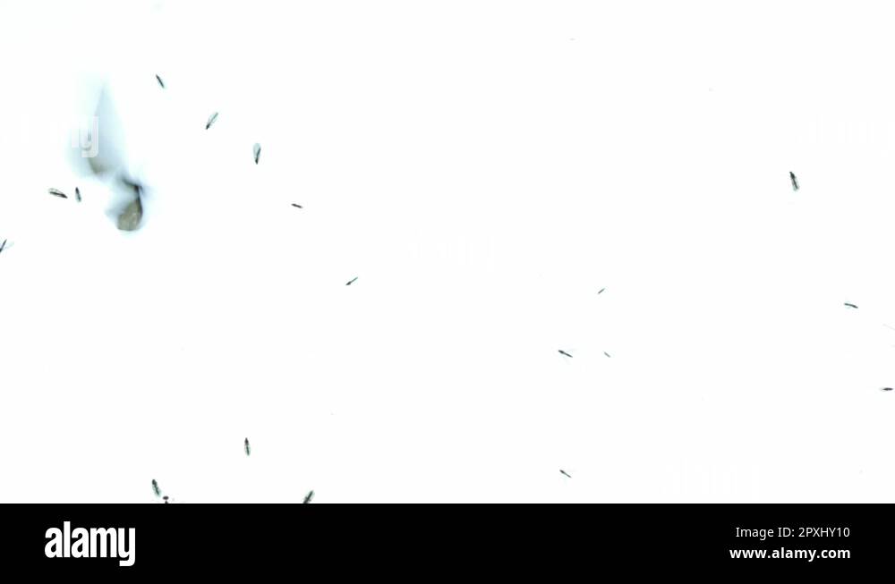 Flapping flap wings Stock Videos & Footage HD and 4K Video Clips Alamy