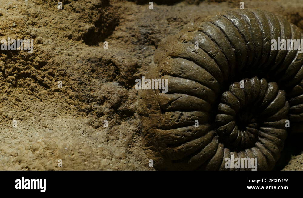 Shells Altering Rocks Shell fossil in rock Stock Videos & Footage - HD and 4K Video Clips - Alamy