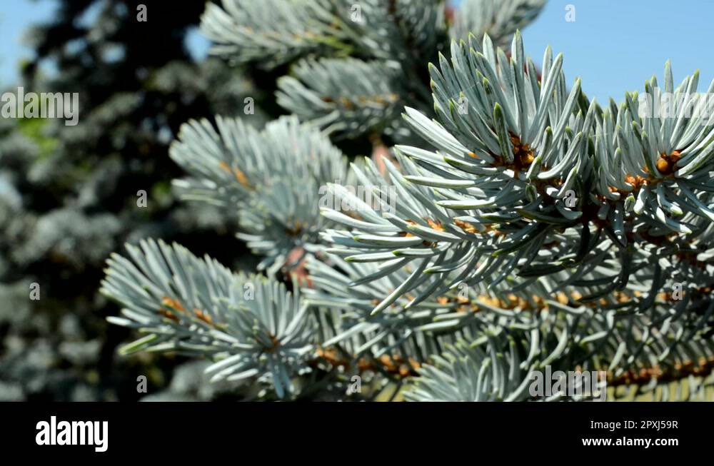 Conifers Needles Stock Videos Footage Hd And 4k Video Clips Alamy Conifers Needles Stock Videos Footage Hd And 4k Video Clips Alamy