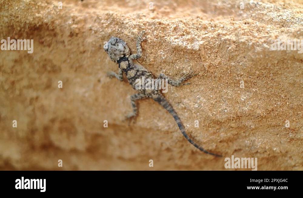 Arid reptile Stock Videos & Footage HD and 4K Video Clips Alamy