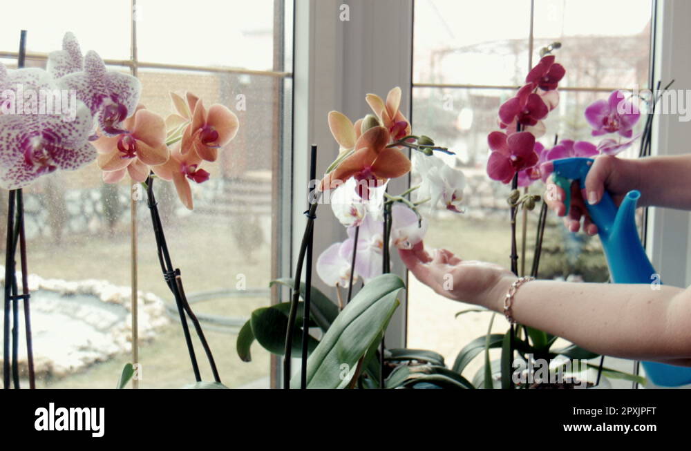 Orchid sprays Stock Videos & Footage HD and 4K Video Clips Alamy