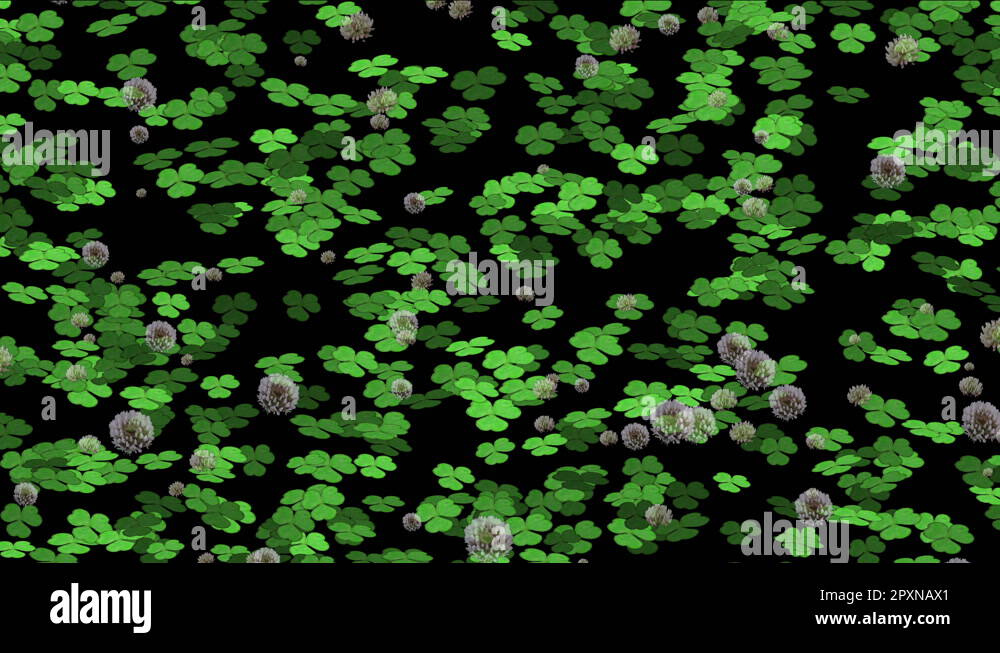 4k Clover dandelion germination lawn grass vegetation plant background Stock Video Footage Alamy