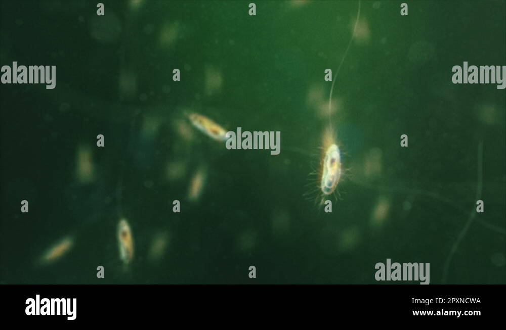 Bacteria under the microscope. Shallow focus. Green. Loop Stock Video ...