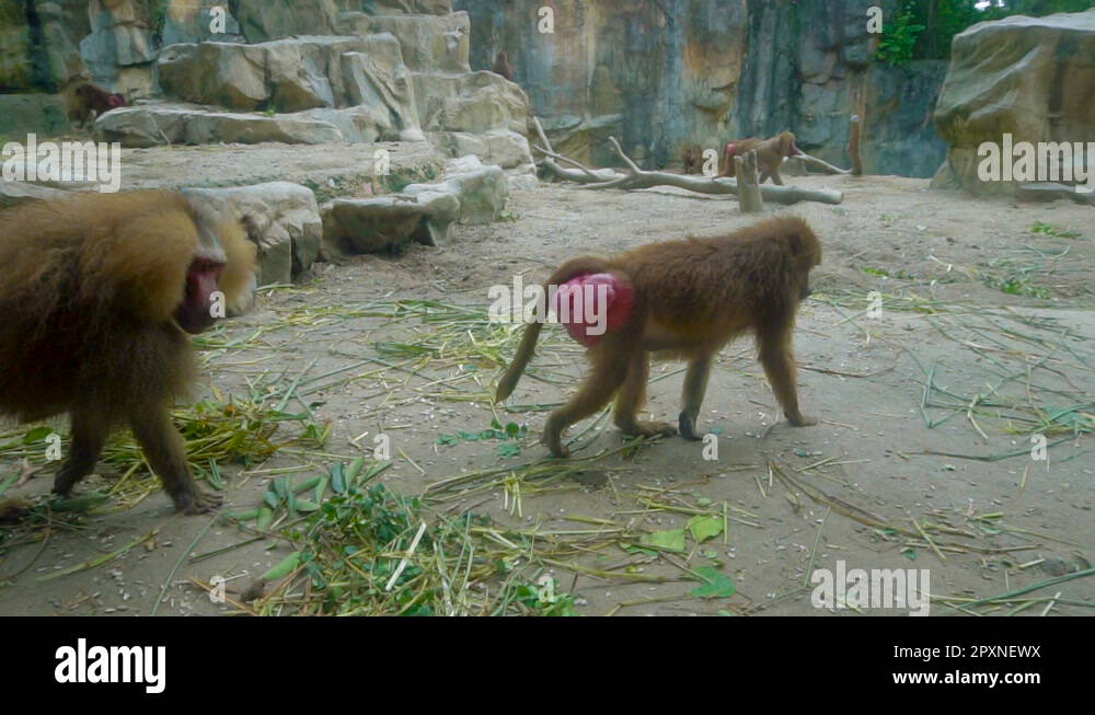 Drill baboon Stock Videos & Footage HD and 4K Video Clips Alamy