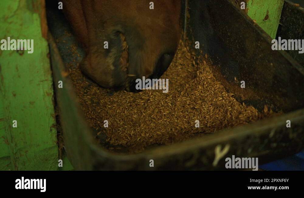 Horse eat oats Stock Videos & Footage HD and 4K Video Clips Alamy
