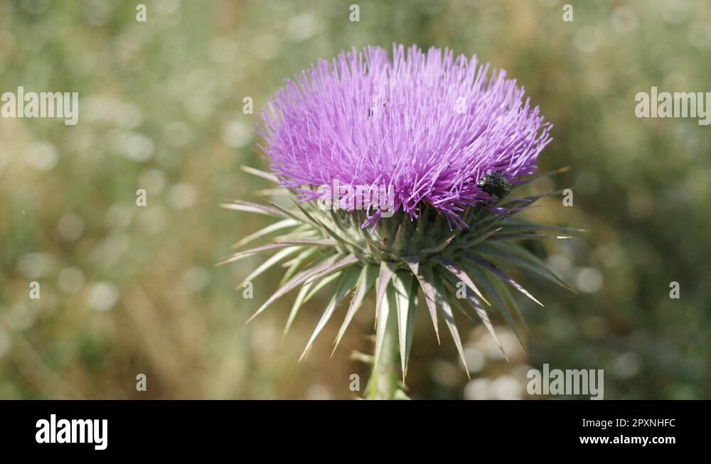 Arctium lappa inflorescence Stock Videos & Footage - HD and 4K Video ...