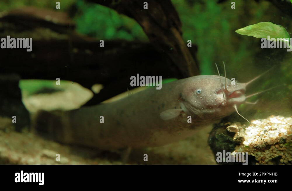 Electric Catfish (Malapterurus electricus) floating in special aquarium Stock Video Footage Alamy