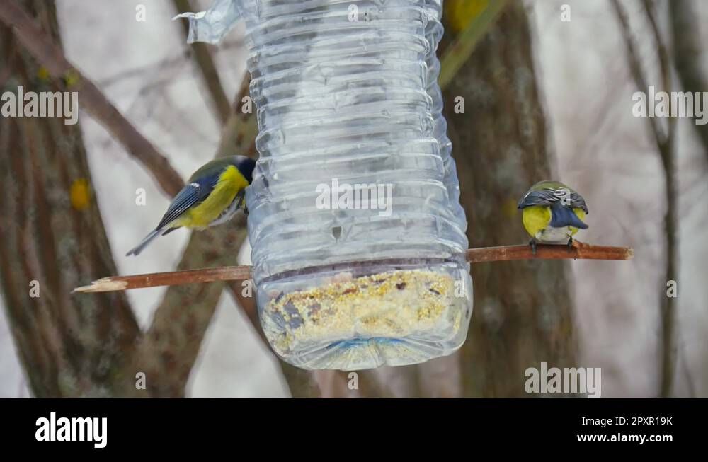 Bird eating plastic bottle Stock Videos & Footage HD and 4K Video