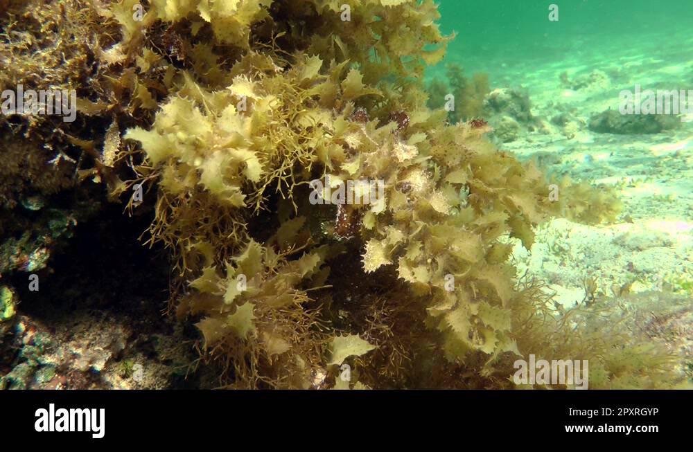 Sargassum plants Stock Videos & Footage HD and 4K Video Clips Alamy