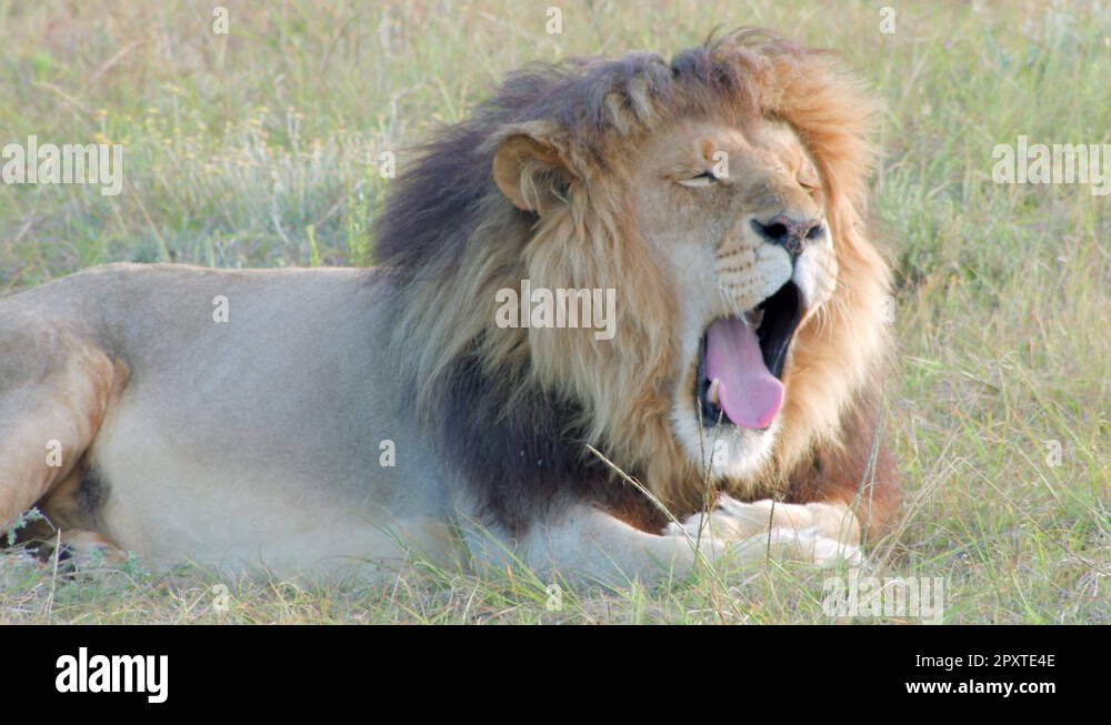 Tired lion Stock Videos & Footage HD and 4K Video Clips Alamy