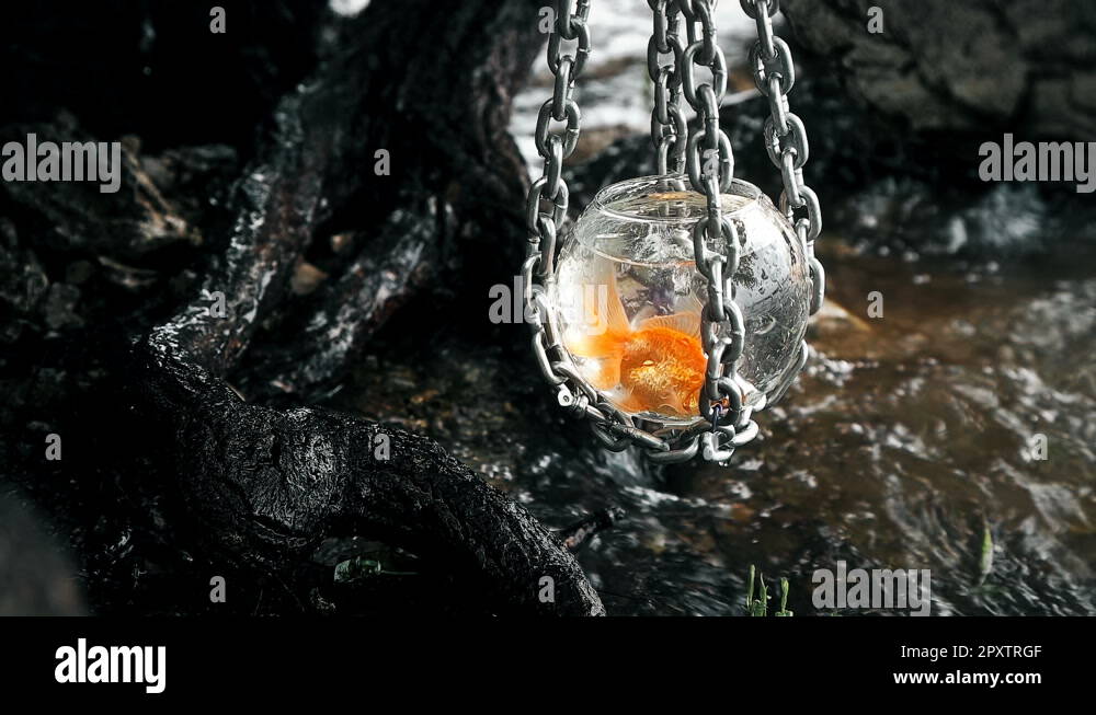 goldfish on the chains in the aquarium on the Riverwalk Stock Video