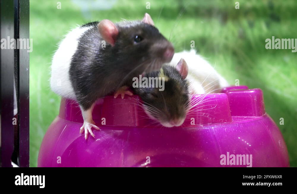Motion of funny guinea pigs in cage inside petsmart store with 4k