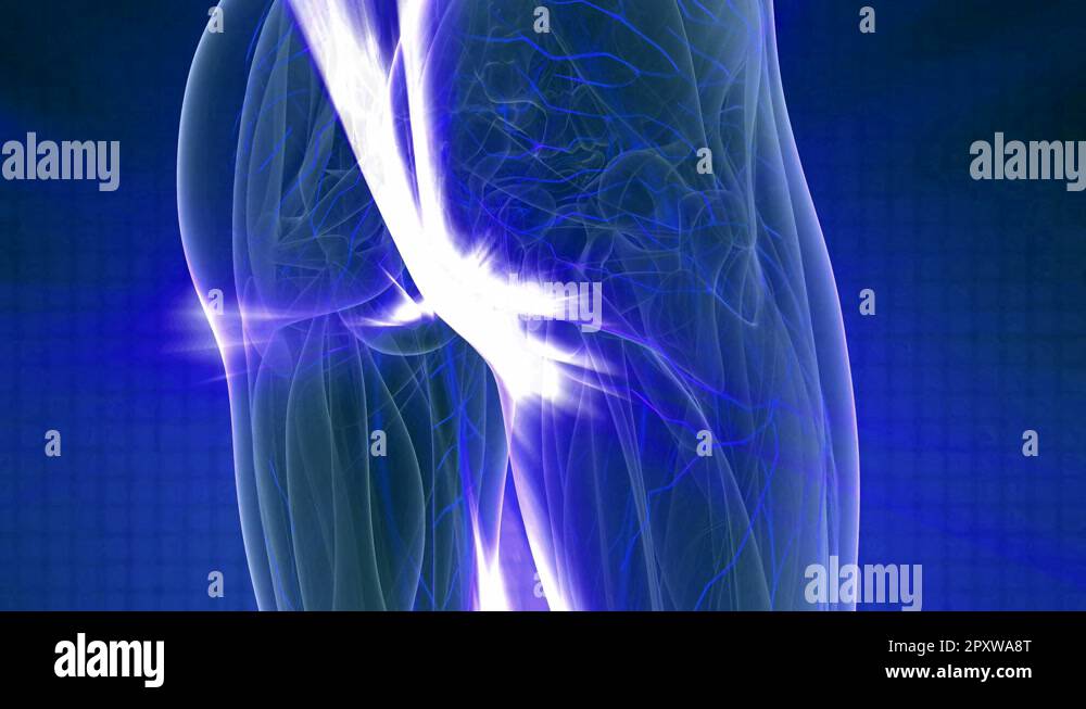 science anatomy scan of woman heart and blood vessels glowing Stock