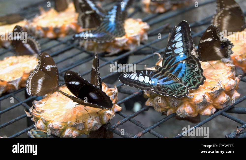 Eating pineapple Stock Videos & Footage HD and 4K Video Clips Alamy