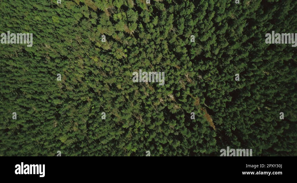 Drone flying slowly above smooth forest texture. Aerial 4K straight ...