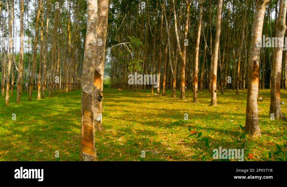 Plantation for the extraction of natural latex from rubber trees Stock