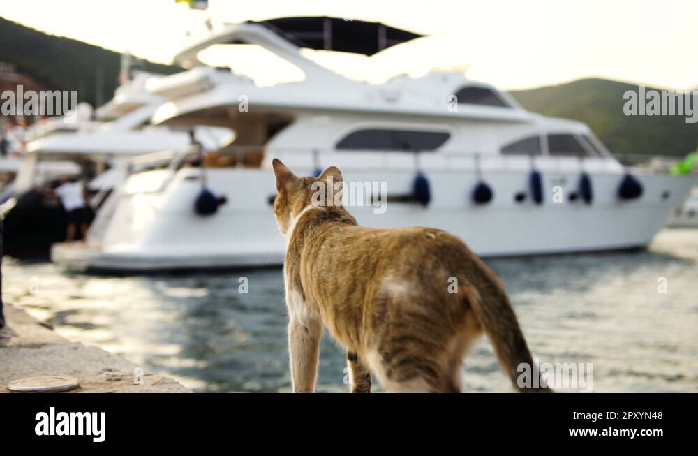 Cat rear view Stock Videos & Footage - HD and 4K Video Clips - Alamy