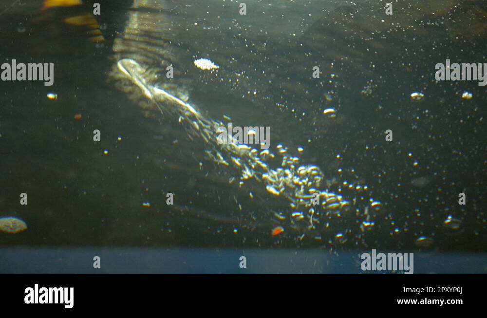 Oxygen bubbles fish Stock Videos & Footage HD and 4K Video Clips Alamy