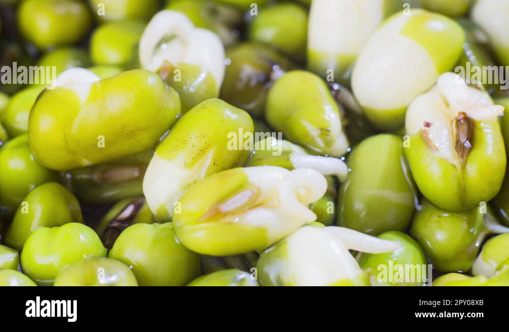 Mung bean seed Stock Videos & Footage - HD and 4K Video Clips - Alamy