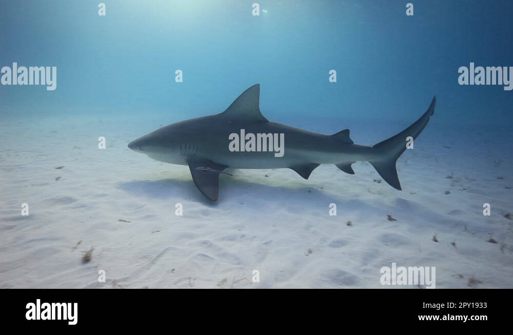 Bull shark Stock Videos & Footage - HD and 4K Video Clips - Alamy