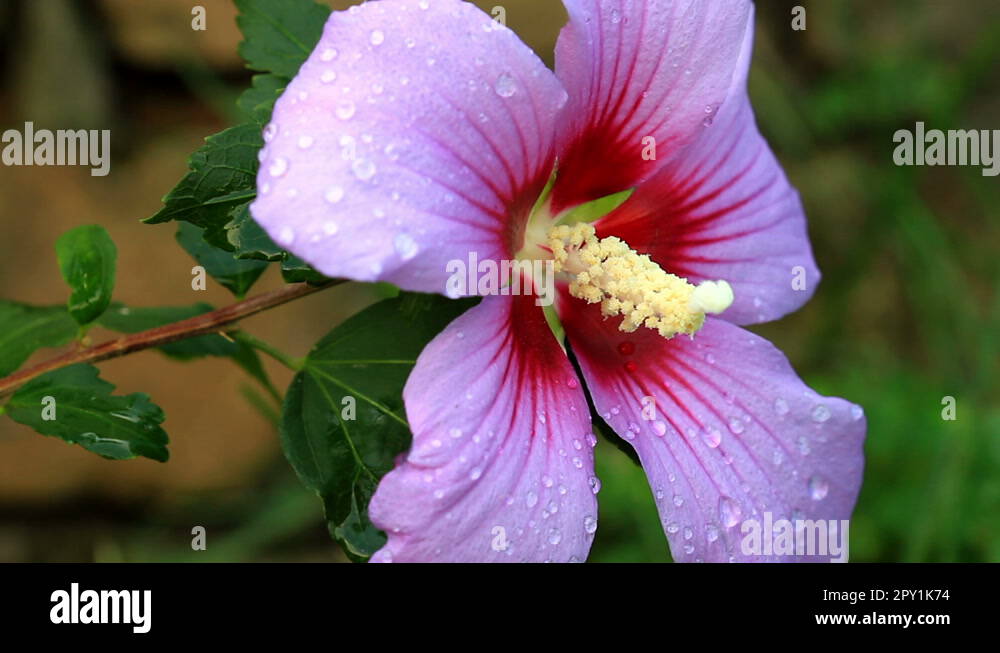 Hibiscus flower in the garden Stock Photo - Alamy