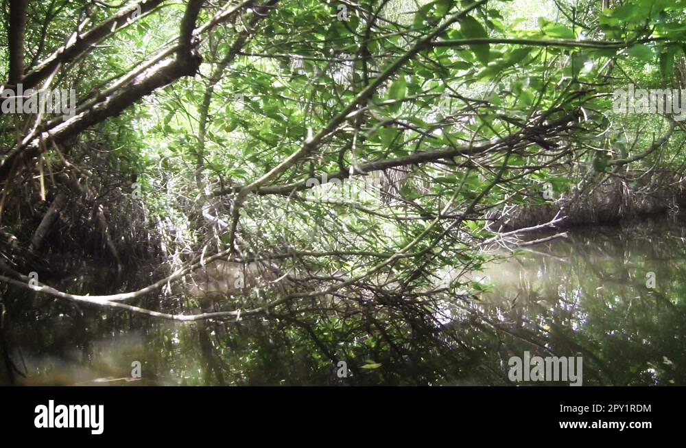 Mangroves wood Stock Videos & Footage HD and 4K Video Clips Alamy