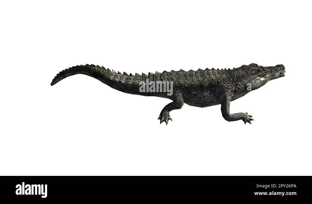 Crocodile open mouth attack hunting,Dangerous animals Stock Video