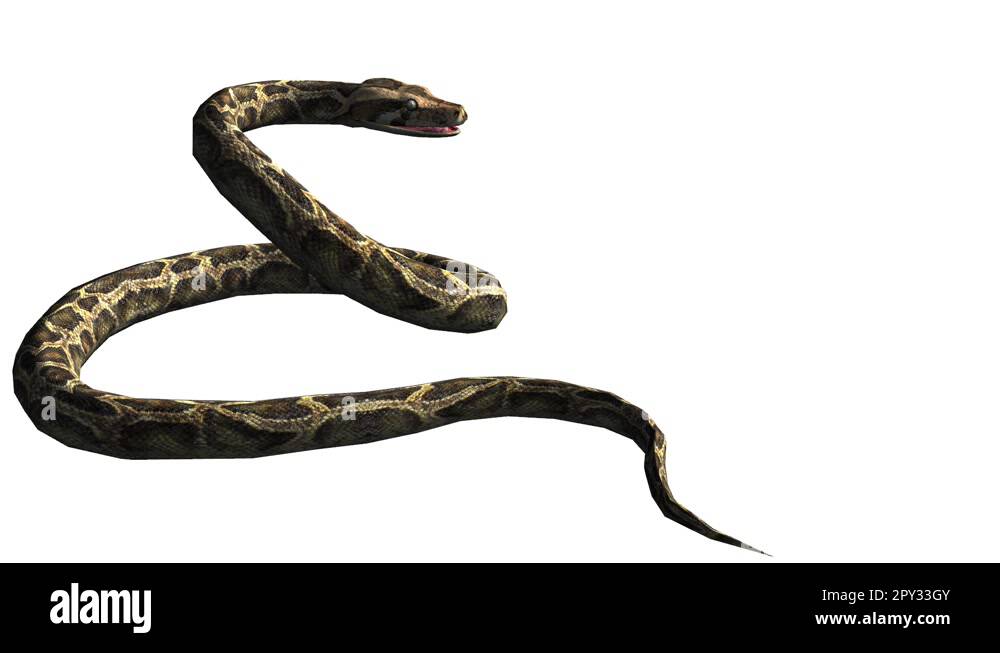 Snake & jungle carpet python open mouth attack,sliding decorative non ...