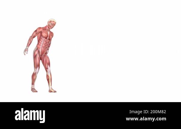 3d animation of anatomical figure of a man picking up something heavy ...