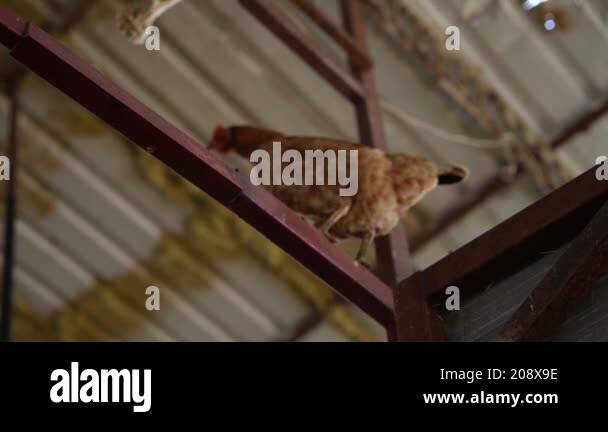 A captivating and lively scene depicting a curious chicken exploring an ...