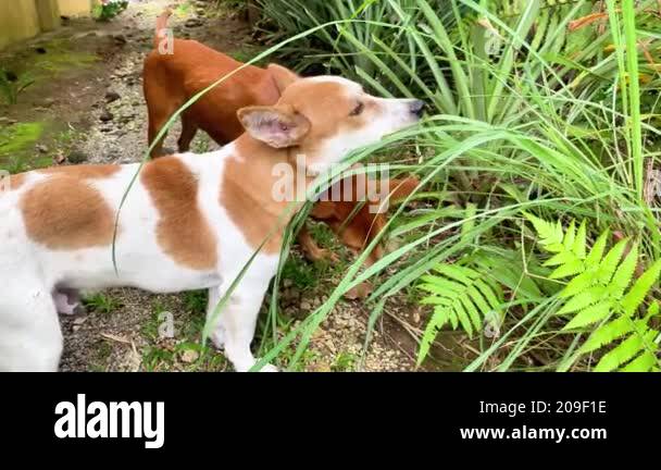 Image showcasing dog bites and chews lemongrass grass, dog cleanses stomach and teeth ...