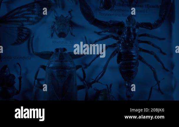 Scorpio Inset Scorpion In Insect Display In Dark Room Stock Video Footage - Alamy