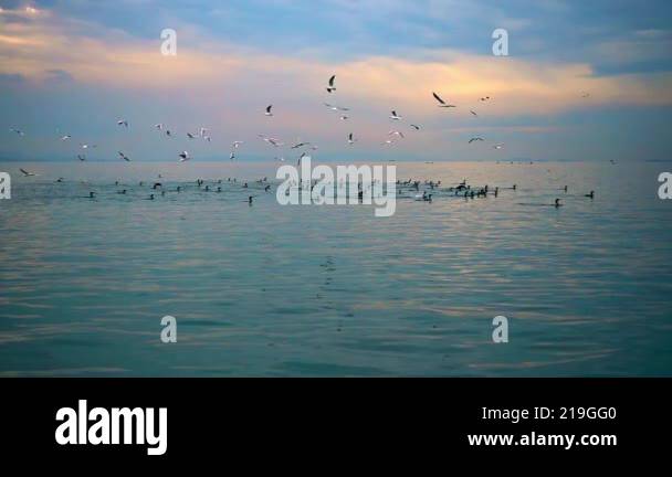 Fish teamwork Stock Videos & Footage - HD and 4K Video Clips - Alamy