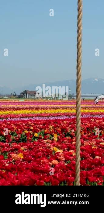 girl riding on a swing Wild Red Data Book tulips Greig in the fields of ...