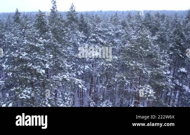 Pine and fir trees forest covered in snow. Aerial landscape from drone ...