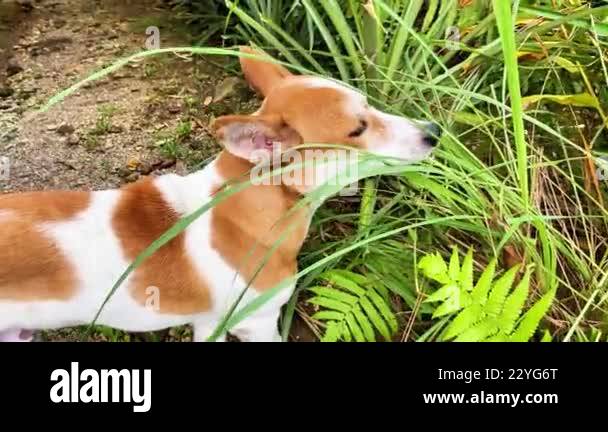 Image showcasing dog eats grass to clean digestion and teeth Stock Video Footage - Alamy