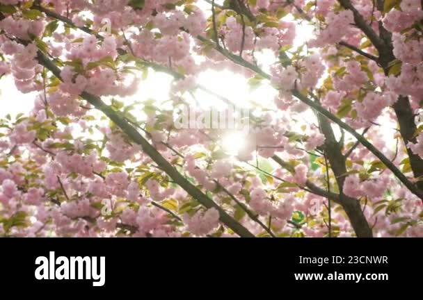 Sun rays and cherry blossom garden, slow motion Stock Video Footage - Alamy