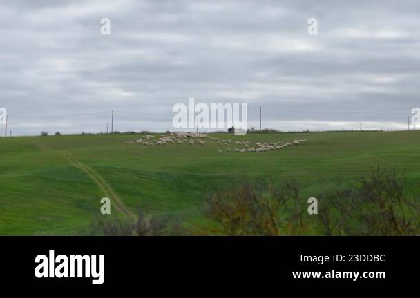 A peaceful green field with a flock of sheep grazing under a cloudy sky ...