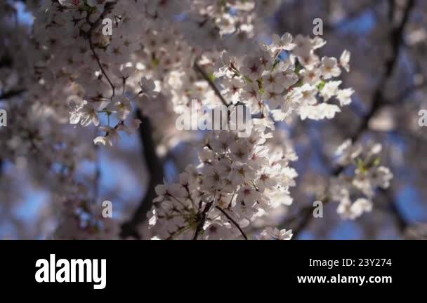 A breathtaking cherry blossom tree adorned with vibrant blooming