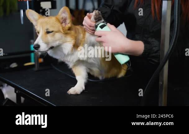 A skilled pet-friendly groomer uses a trimmer to carefully groom a ... - Home Grooming For Corgis Small Dogs