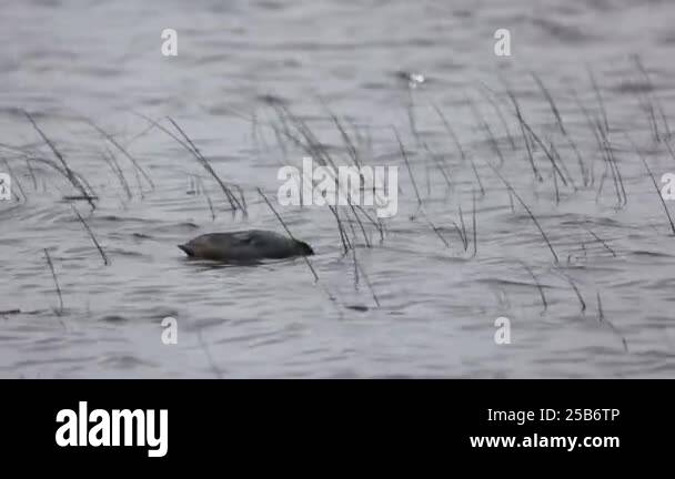 A black waterbird with a white beak glides calmly through rippling ...