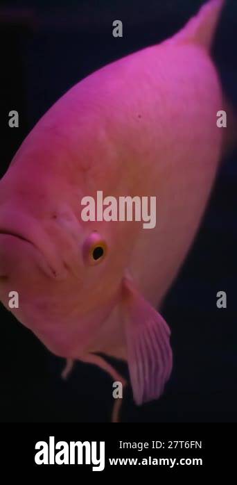 Osphronemus goramy or gourami in the spawning process. High quality 4k ...