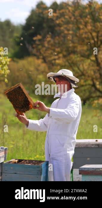 Apiarist examining bees on green nature background. Beekeeper in white ...