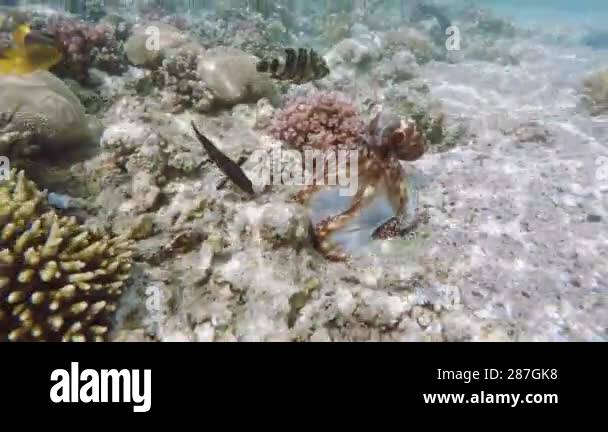 Reef octopus (Octopus cyanea) known as the big blue octopus swims in ...