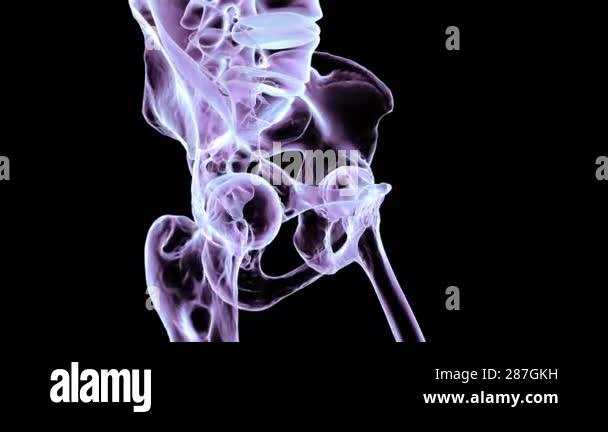 3D animation of human pelvic bones anatomy in colorful X-ray style ...