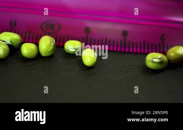 Ruler food Stock Videos & Footage - HD and 4K Video Clips - Alamy